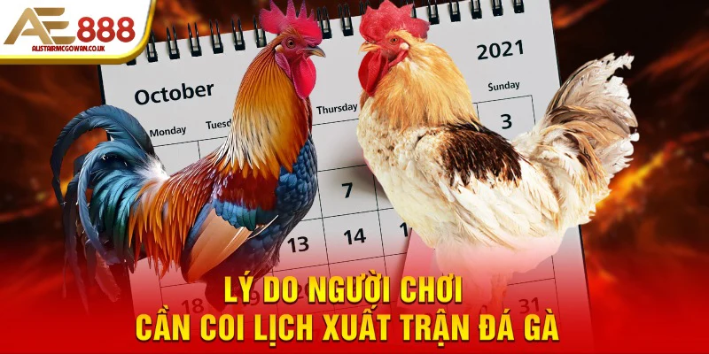 Bí Quyết Xem Ngày Đá Gà Hiệu Quả Tăng Cơ Hội Thắng Trận 4 Lý do người chơi cần coi lịch xuất trận đá gà