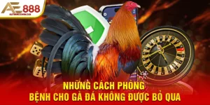 Những cách phòng bệnh cho gà đá không được bỏ qua
